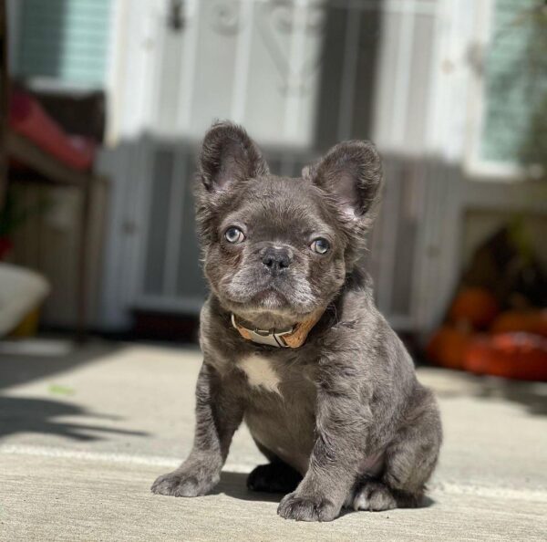 Sammy