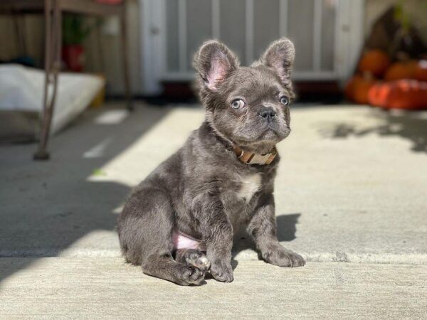 Sammy - Image 3