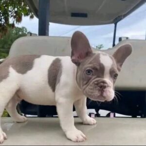 Sammy