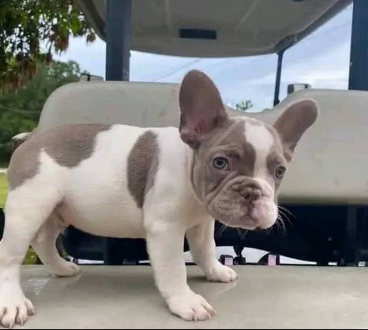 Sammy
